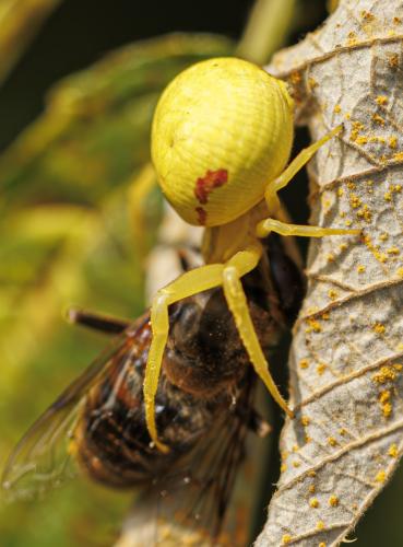 Misumena vatia
